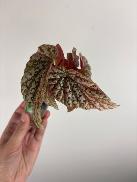 Begonia snow capped variegated H