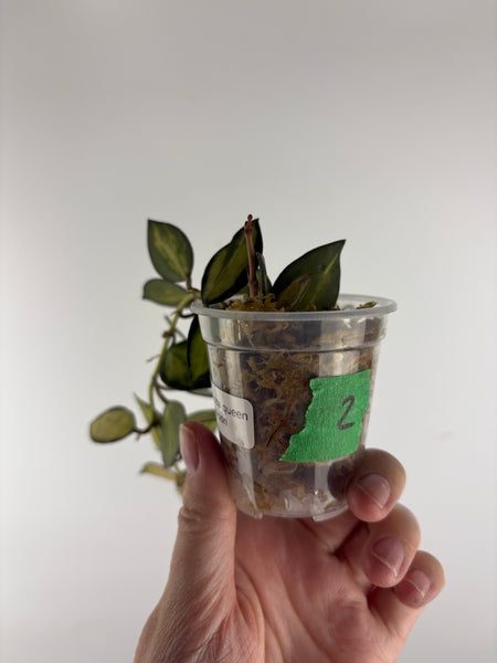 Hoya lacunosa queen midori 2