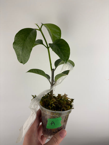 Hoya Multiflora wonderphil silver A