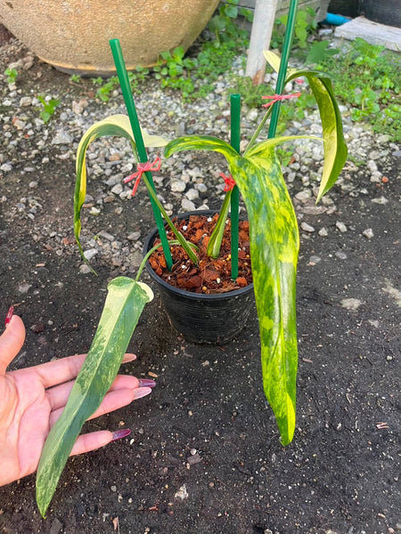 philodendron holtonianum variegated (Thailand) unacclimated