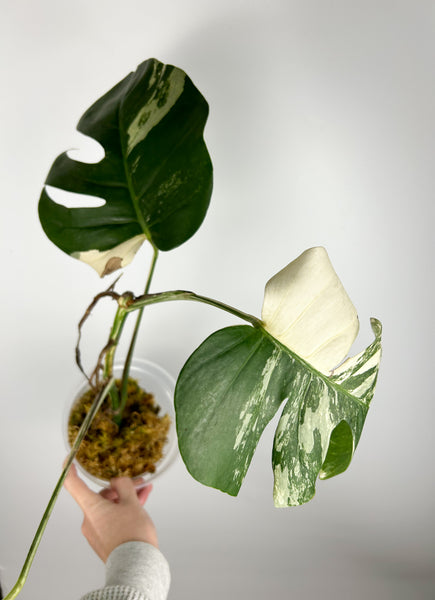 Monstera albo C