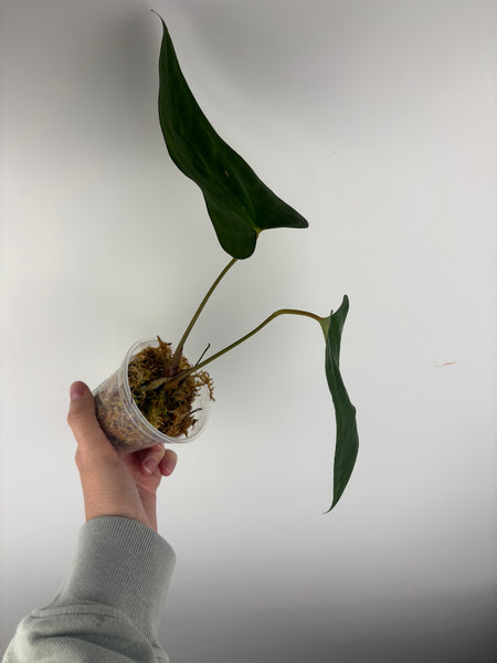 Anthurium xone x byson A2