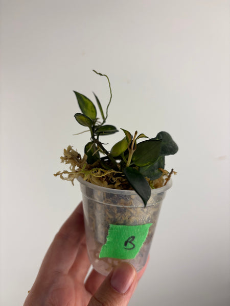 hoya lacunosa illumi B