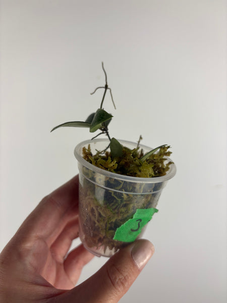 Hoya sp. Kalimantan ('Mini Coin' silver) 3