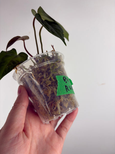 Anthurium Bvit x rvdp A
