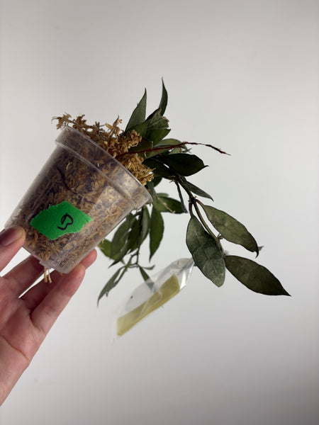 hoya lacunosa white pearl b