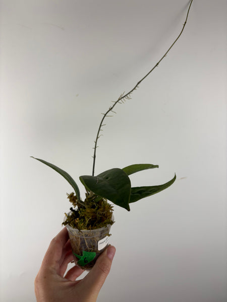 Hoya aff forbesii silver 6