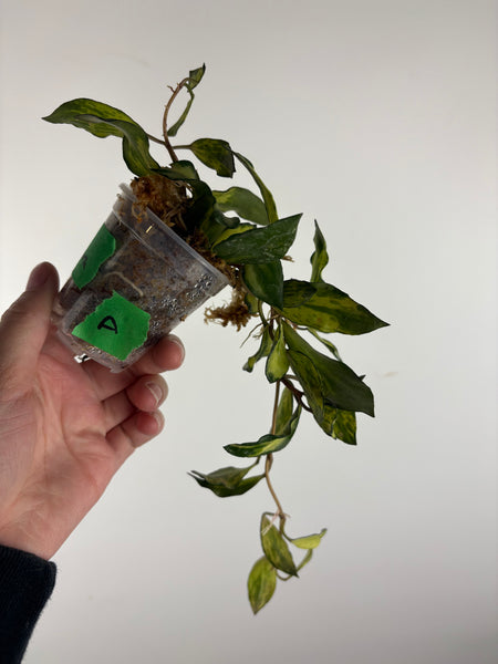 hoya lacunosa minara A