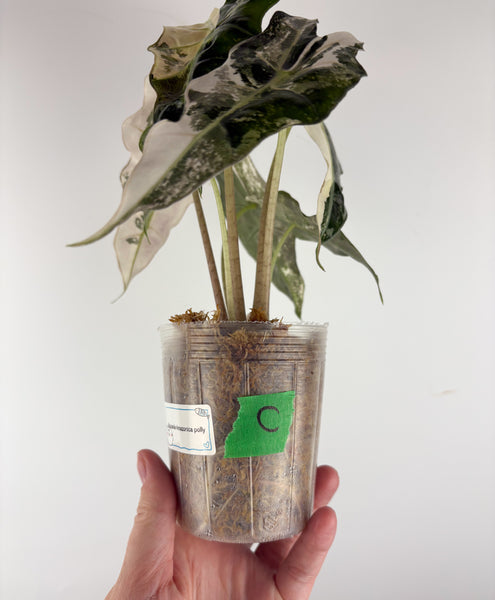 Alocasia amazonica polly variegated C