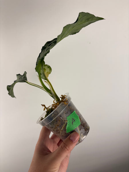 Aglaonema pictum bicolor sp jambi A