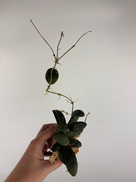 Hoya sp. GPS-7240 1