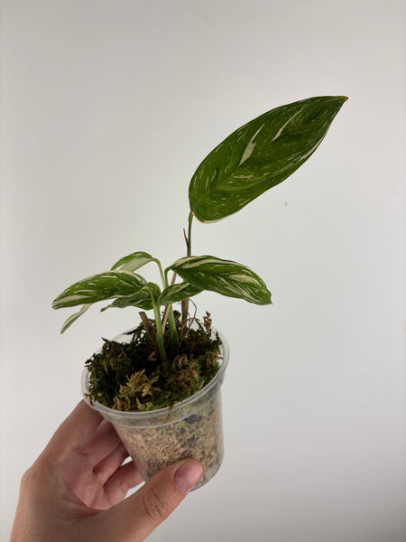 calathea leopardina variegated