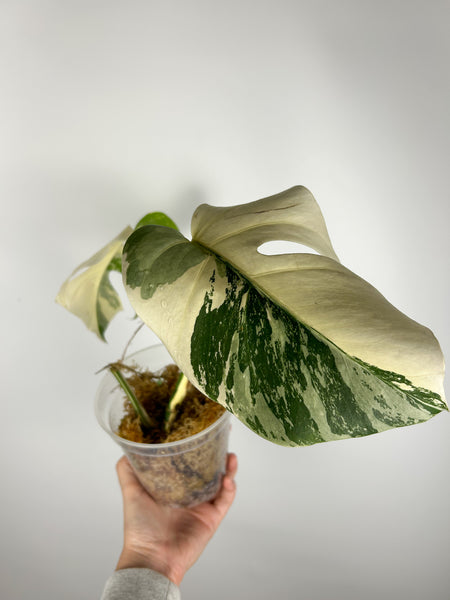 Monstera albo G