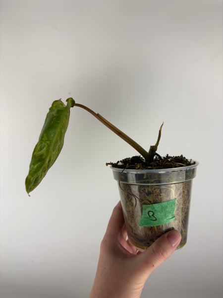 philodendron paraiso albo