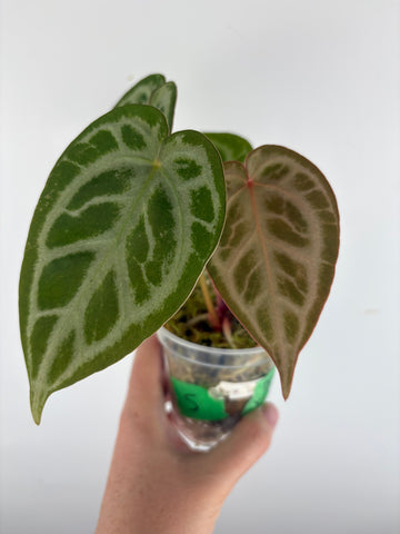 Anthurium silver blush x red crystal 5